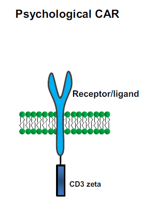 Fig.1 Introduction of physiological chimeric antigen receptors. (Shi. et al., 2014)